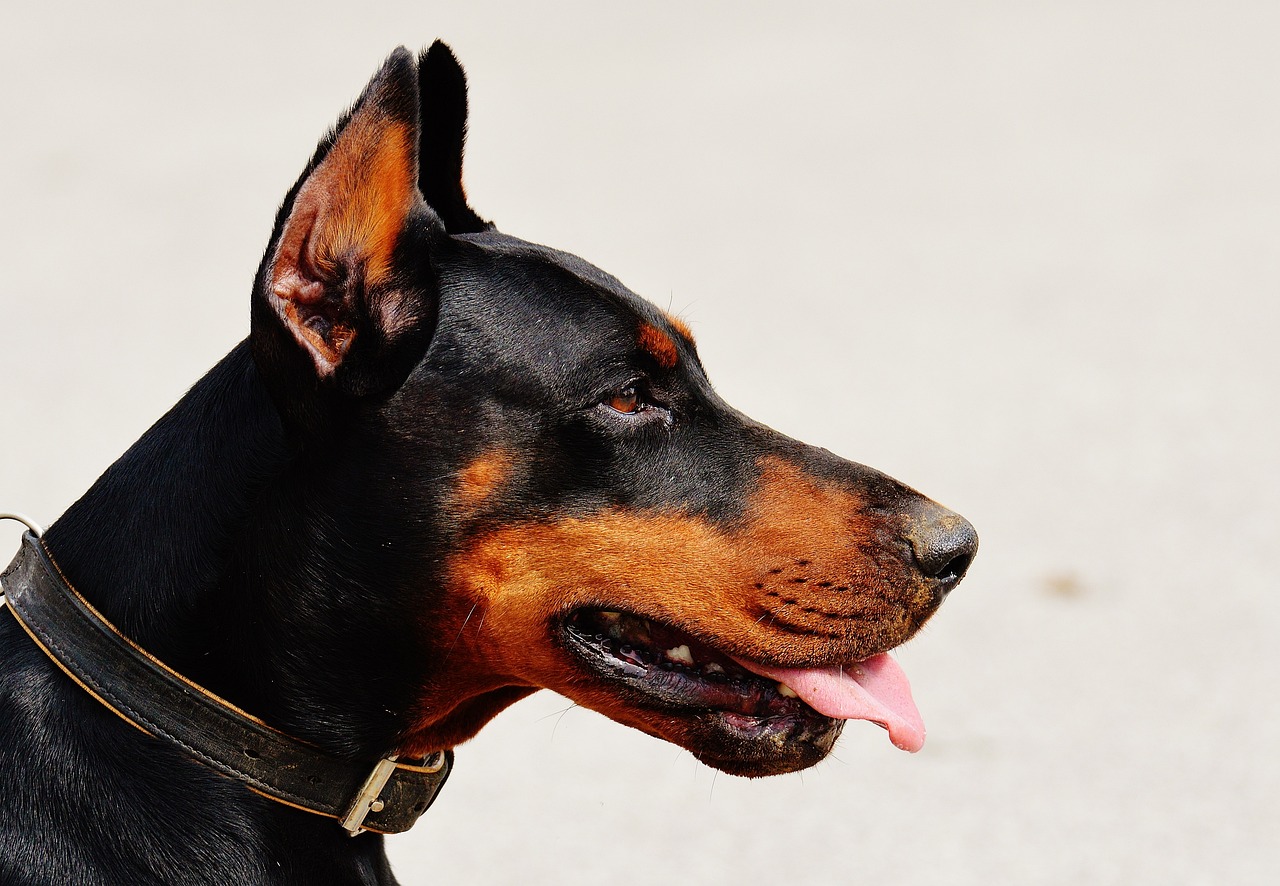 doberman, dog, pet-1334497.jpg